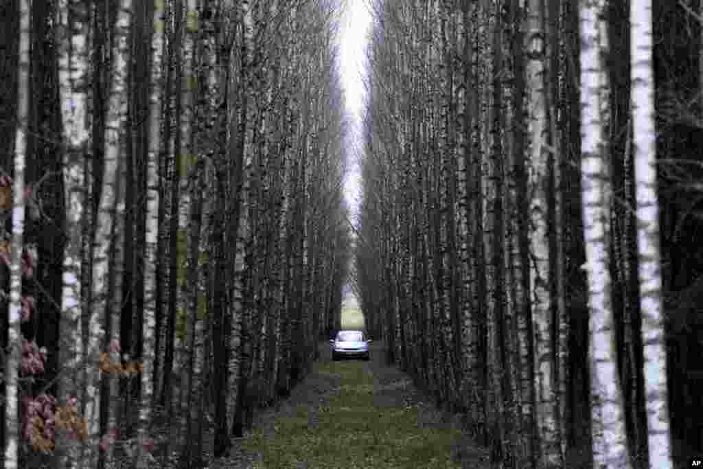 A car is seen parked between rows of birch trees in a forest near Lipsk, Poland.