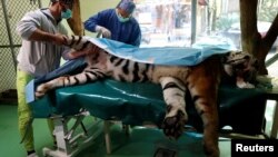 Veterinarian Robert Gippert (R) performs non invasive stem cell surgery on Igor, the 13 year-old Siberian tiger, in Zoo Szeged, Hungary, April 18, 2018.