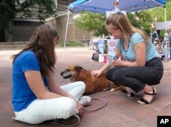 University of Wisconsin junior Grace Austin, right, visits with Maggie, a therapy dog, while Maggie's handler Beth Junge looks on at a NextGen America event to register voters in Madison, Wisconsin, Aug. 30, 2018.