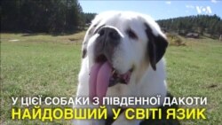Собака потрапив до Книги рекордів Гіннеса через найдовший у світі язик. Відео