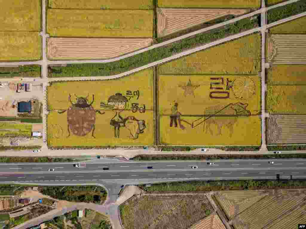 In an aerial photo taken on Oct. 7, 2020, &#39;rice art&#39; is displayed in a rice field in Suncheon, South Korea.