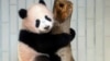 Tokyo's Baby Panda Appears Before Selected Guests, Media