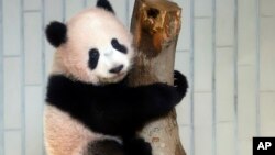 Bayi panda raksasa betina Xiang Xiang memanjati pohon pada acara khusus untuk media di taman Ueno Zoological di Tokyo, Senin, 18 Desember 2017.