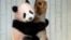 Female giant panda cub Xiang Xiang climbs a tree during a press preview at the Ueno Zoological gardens in Tokyo Monday, Dec. 18, 2017.