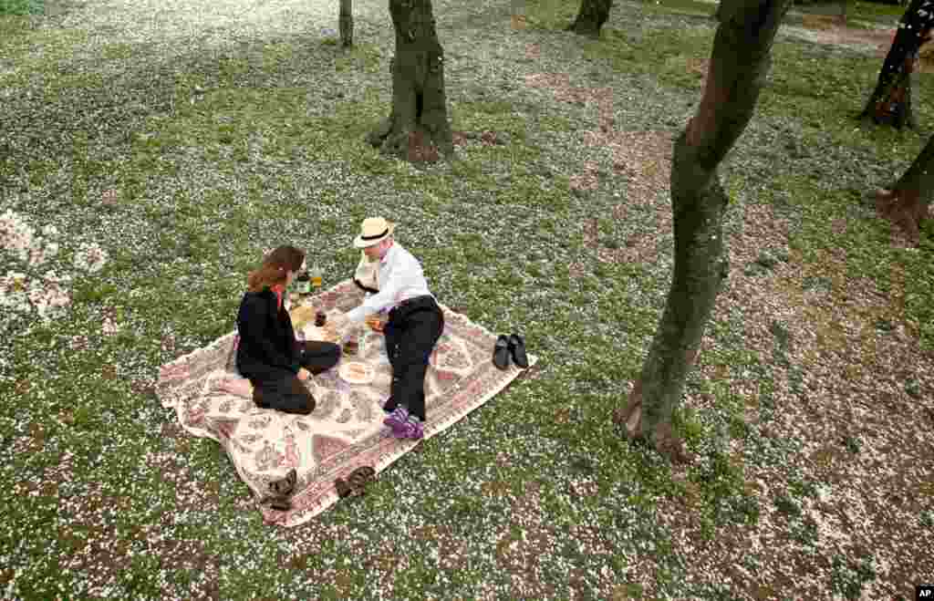 Douglas Rathbun and his wife Michelle carry on a 12-year tradition of picnicking together during the peak of Cherry Blossoms, March 22, 2012. (AP)