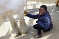 Shaddai Mcleod is all smiles as he washes the legs of a horse named Rose.