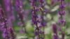Bees Inspire Drone Researchers