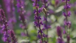 Bees Inspire Drone Researchers