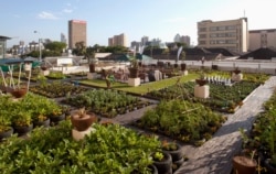 FILE A rooftop garden on a building in Durban, South Africa, Dec. 7, 2011.