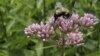 Study: Global Warming Shrinks Range of Pollinating Bumblebees