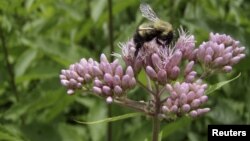 A bumblebee (Bombus perplexus) is seen foraging on a flowering joe-pye-weed (Eupatorium maculatum) in the U.S. state of Vermont, in this undated handout picture courtesy of Leif Richardson/UVM. 