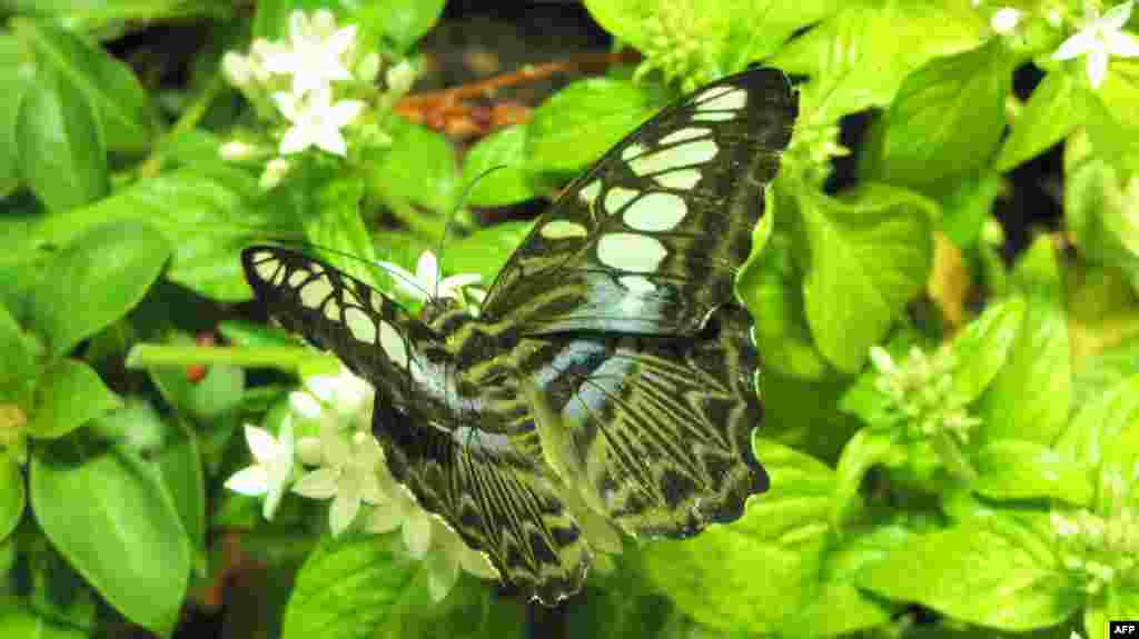 Amerikan Doğa Tarihi Müzesi: Kelebekler