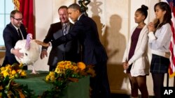 Malia (kanan) dan Sasha Obama mendampingi ayahnya, Presiden AS Barack Obama, melakukan tradisi tahunan "mengampuni" kalkun Hari Bersyukur atau Thanksgiving (26/11). (AP/Jacquelyn Martin)