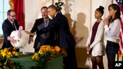 Presiden AS Barack Obama, bersama putri-putrinya Sasha dan Malia, dalam ritual mengampuni kalkun 2014. (AP/Jacquelyn Martin)