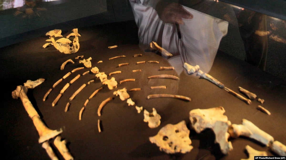 Researchers Remember Discovery of Lucy Skeleton