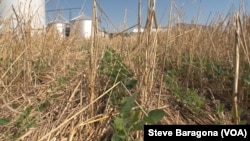 FILE: Here is an example of no-till farming. Trey Hill’s no-till soybeans grow through what is left of the previous season’s cover crop in Maryland.
