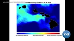Ocean Heatwave Threatens Hawaii's Coral - Again