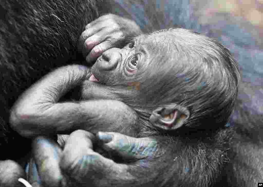 A six-days-old gorilla baby lies in the arms of its mother Shira at the zoo in Frankfurt, Germany.