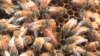  У США виводять бджіл стійких до пестицидів