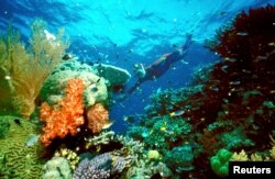 UNDATED FILE PHOTO - A tourist swims on the Great Barrier Reef in this undated file picture. The coral reef is now endangered by bleaching caused by rising ocean temperatures. Scientists say human activity is to blame for the warming waters.