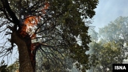  آتش سوزی در جنگل‌های ارتفاعات شلم در ایلام