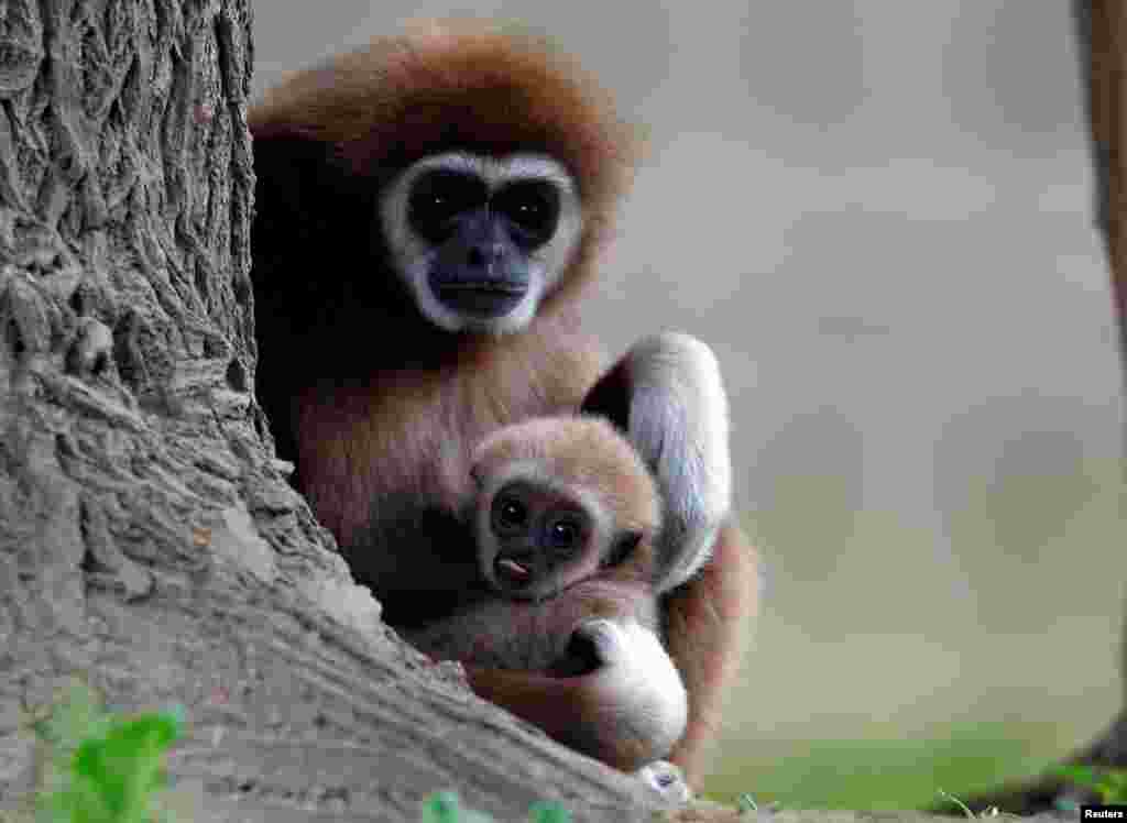 A white-handed gibbon baby, the first born at the Skopje Zoo, is seen with his mother in Skopje, North Macedonia.