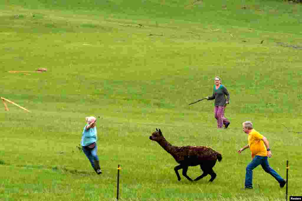 An alpaca is chased in a field containing pieces of damaged houses, after several tornadoes touched down overnight, in Linwood, Kansas.