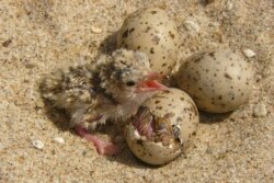 In this 2007 photo provided by the U.S. Army Corps of Engineers, an interior least tern hatchling sits with other eggs in a nest on an island in the Lower Mississippi River. (File Photo/US Army Corps of Engineers)