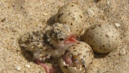 In this 2007 photo provided by the U.S. Army Corps of Engineers, an interior least tern hatchling sits with other eggs in a nest on an island in the Lower Mississippi River. (File Photo/US Army Corps of Engineers)