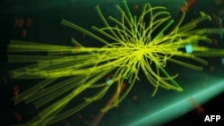 Graphic showing traces of Higgs boson, the elusive 'God particle' believed to give objects mass