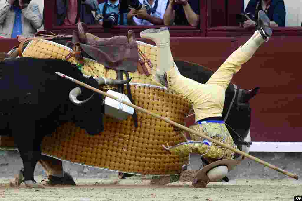 A picador falls from his horse during a bullfight at the Las Ventas bullring during the 2019 San Isidro festival in Madrid, Spain, May 15, 2019.