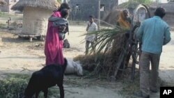 Farmers in India usually dump rice husks as waste