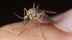 Malaria mata mais de duas mil pessoas em seis meses em Angola - 2:12