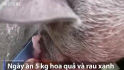 Bị lừa mua heo khổng lồ, bà giáo chật vật nuôi