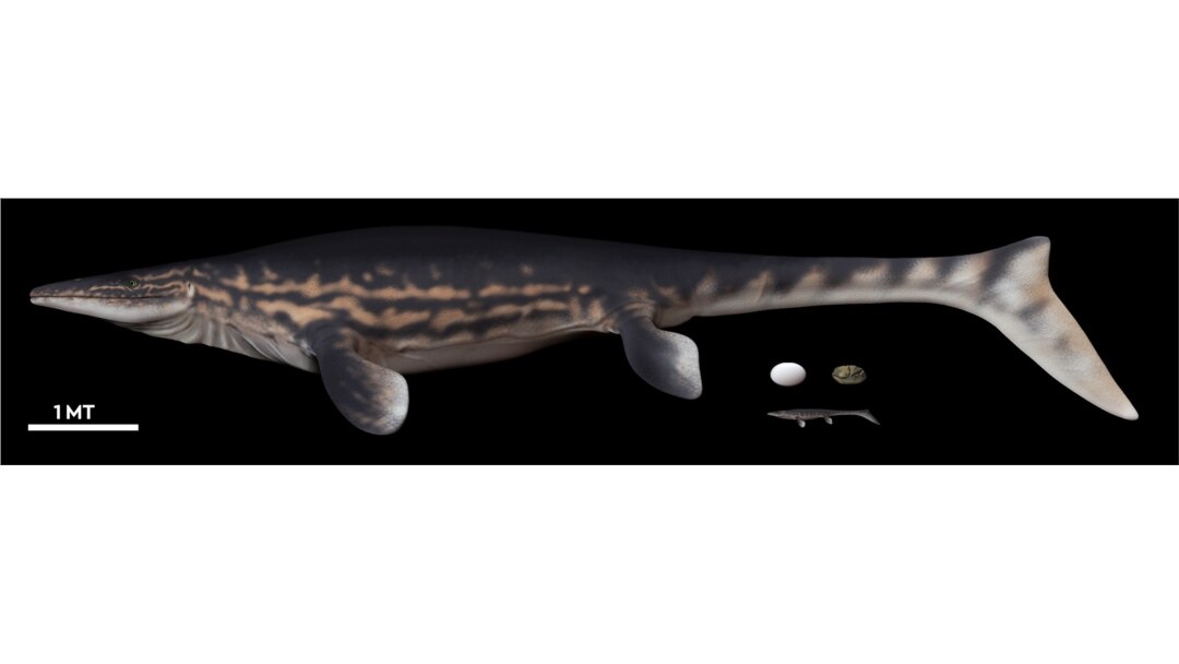 An illustration of a marine reptile and its fossil egg, found in Antarctica, are seen in this handout obtained by Reuters on June 16, 2020. (University of Chile/Handout via Reuters)