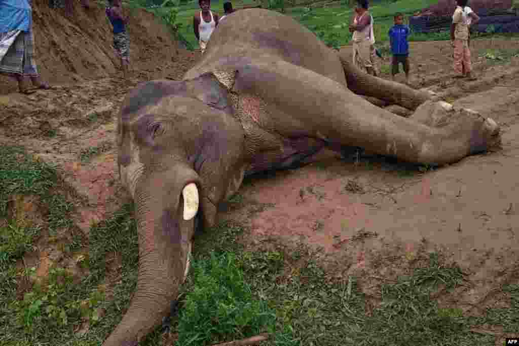 An endangered Asian elephant has died after getting tangled in electric wires in Teknaf, Bangladesh, June 12, 2020.
