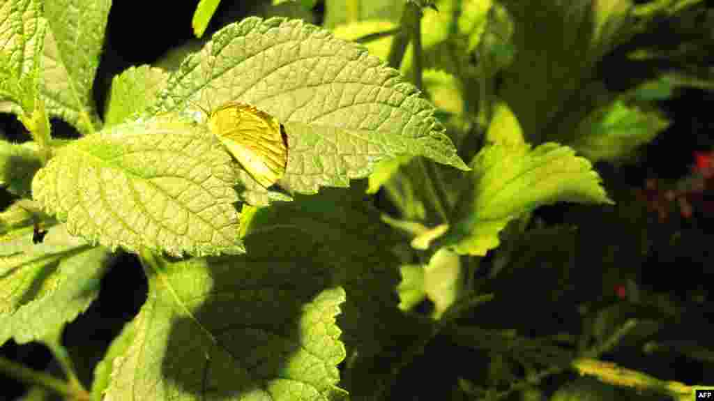 Amerikan Doğa Tarihi Müzesi: Kelebekler