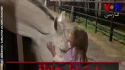 ارتباط عاطفی دختر بچه ۵ ساله با اسب سفید
