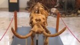 A mounted skeleton of an extinct Sicilian dwarf elephant s seen at Museo Geologico "G. G. Gemmellaro" in Palermo, Italy. Roberto Rozzi via Reuters.