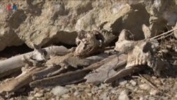 زەبروزەنگی داعش بەرەو کوێ