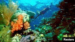 Attempts to Save the Great Barrier Reef Not Working