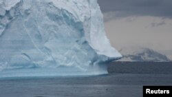 Penguin berenang di laut saat para ilmuwan menyelidiki dampak perubahan iklim terhadap koloni penguin Antartika, di sisi utara semenanjung Antartika, Antartika, 15 Januari 2022. (REUTERS/Natalie Thomas)