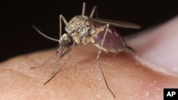 Picada do mosquito anófeles pode transmitir a malária