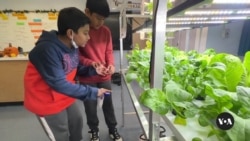 New York City children larn  gardening to physique  healthier habits