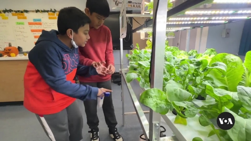 New York City children learn gardening to build healthier habits