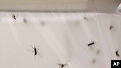 Des moustiques
