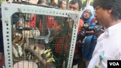 Empat ekor kukang dan dua ekor lutung Jawa diamankan di BKSDA Jawa Timur (4/8). (VOA/Petrus Riski)