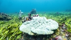 Corals are seen in a seagrass meadow and one of the biggest carbon sinks in the high seas, at the Saya de Malha Bank within the Mascarene plateau, Mauritius March 6, 2021. Tommy Trenchard/Greenpeace/Handout via REUTERS