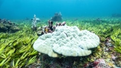 Quiz - Scientists Study How Ocean Seagrasses Can Fight Climate Change