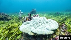 Corals are seen in a seagrass meadow and one of the biggest carbon sinks in the high seas, at the Saya de Malha Bank within the Mascarene plateau, Mauritius March 6, 2021. Tommy Trenchard/Greenpeace/Handout via REUTERS 